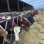 The Lambing Barn * Shipton (North Yorkshire)